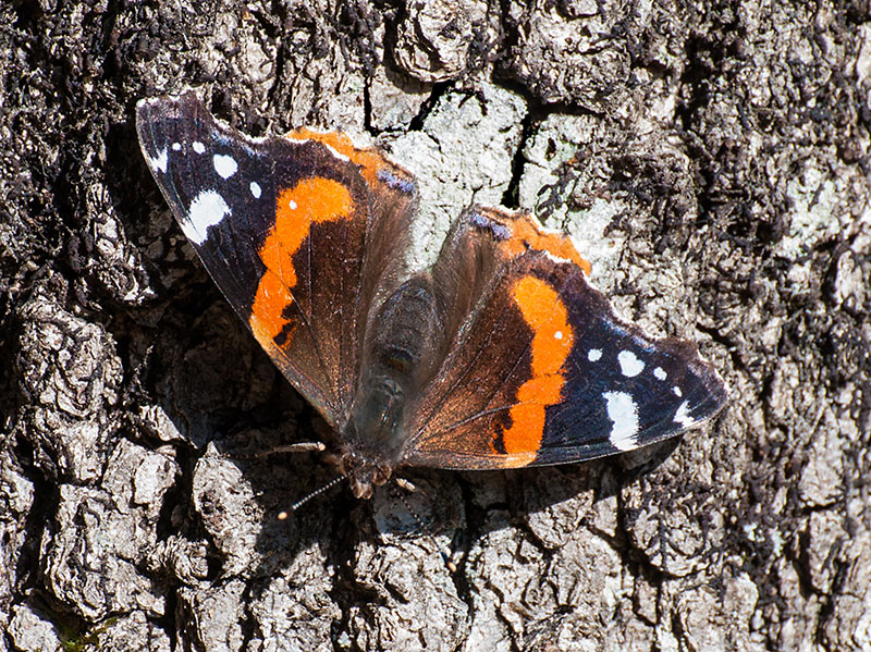 Vanessa atalanta. Femmina?  S